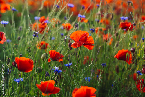Red poppies and blue wild flowers grow on green field