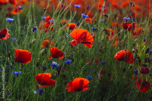 Wind blows red poppies and blue wild flowers on green field