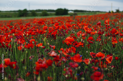 Field of tender red poppies © pyrozenko13