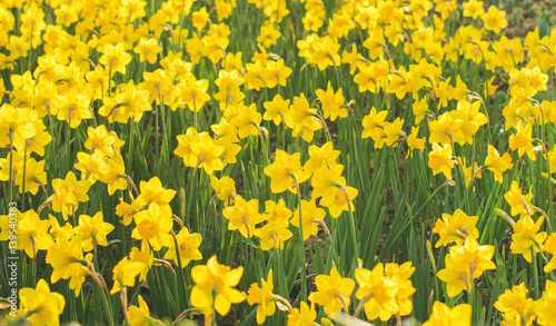 Spring blooming yellow daffodils or narcissuses. Natural floral background
