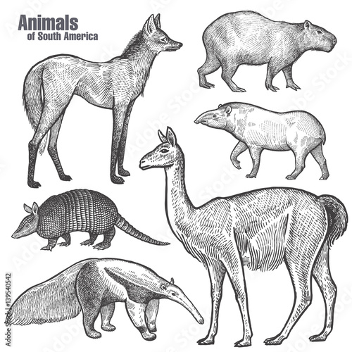 Animals of South America hand drawing. Maned Wolf, Tapir, Capybara, Armadillo, Anteater, Guanaco. Vintage engraving. Vector illustration art. Black and white. Object of nature naturalistic sketch.