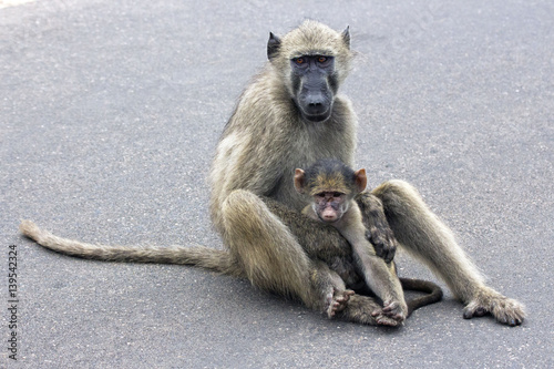 Baboon