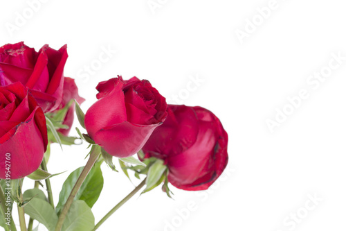 Red rose on the white background