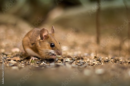 Little mouse (Apodemus flavicollis).in the garden