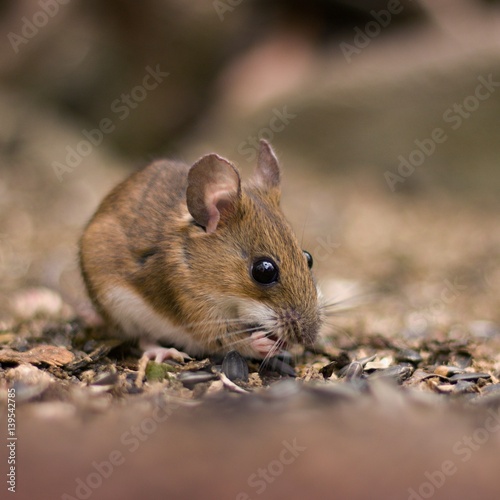 Little mouse (Apodemus flavicollis).in the garden © perfidni1