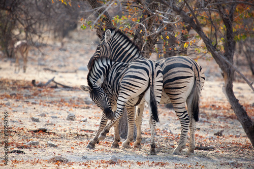 Zebre  photo