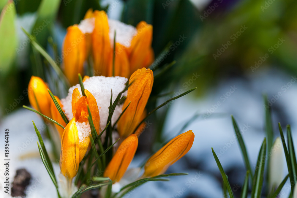Fototapeta premium Blooming crocus in the snow