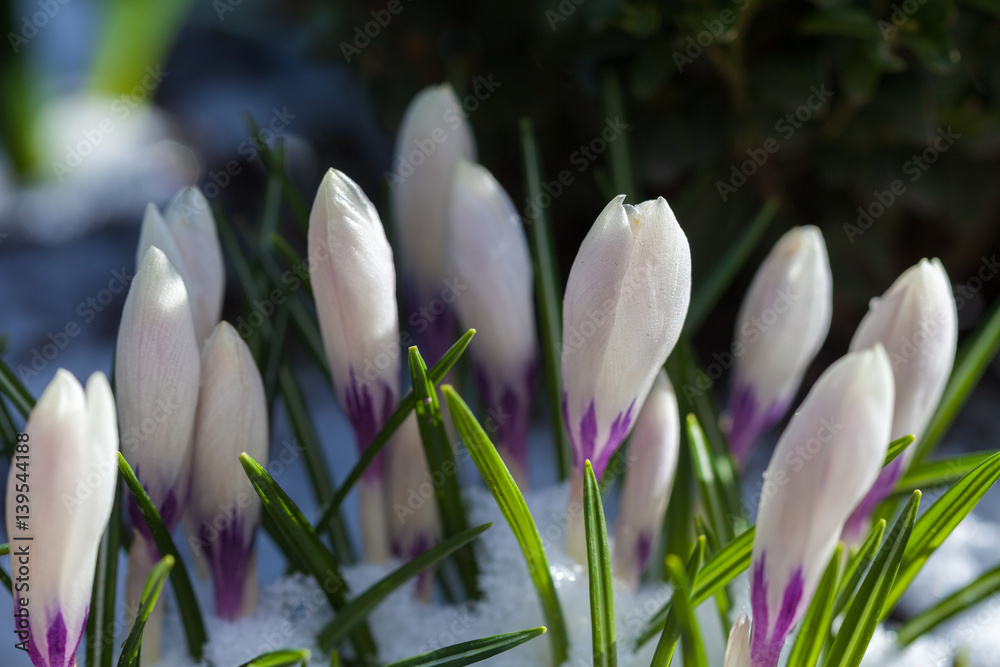 Blooming crocus in the snow Blooming crocus in the snow
