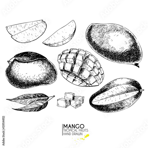 Vector hand drawn set of exotic fruits. Ioslated mango. Engraved art. Delicicous tropical vegetarian objects.
