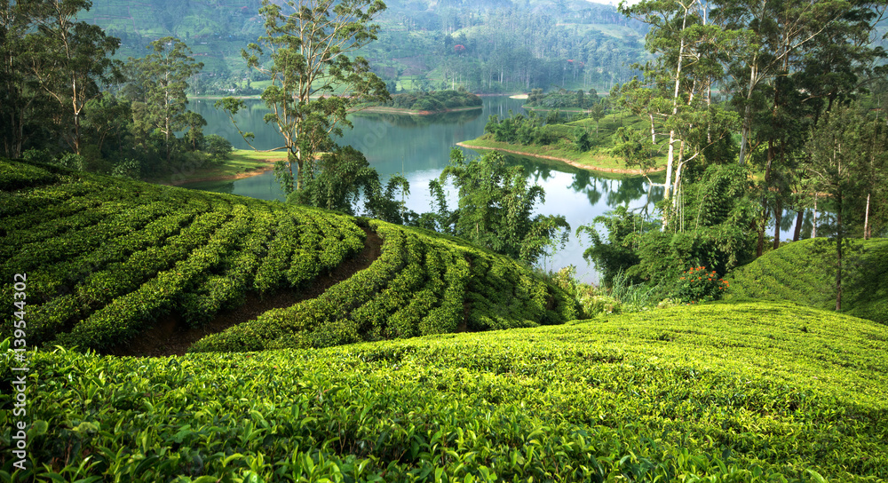 Tea plantations around the castlereagh reservoir Hatton, Sri lanka. - obrazy, fototapety, plakaty 
