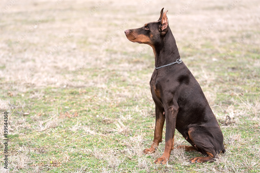Doberman pinscher poses for the camera