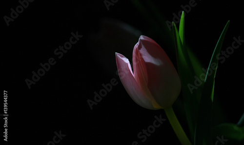 'tulipano rosa in controluce'