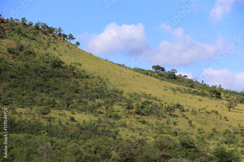 Sawanna w parku narodowym Pilanesberg