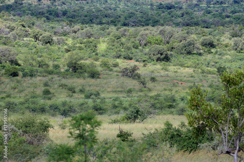 Sawanna w parku narodowym Pilanesberg