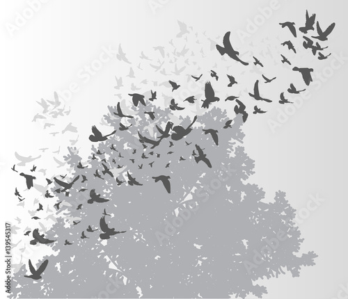 Canvas Print isolated, silhouette flying birds