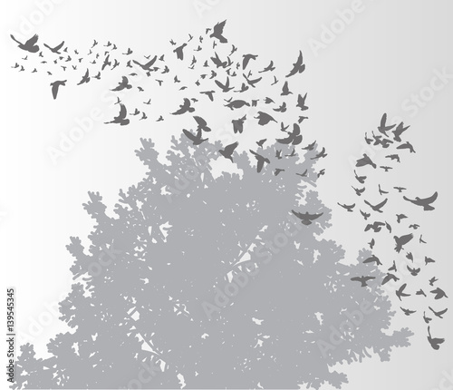 Fototapeta Naklejka Na Ścianę i Meble -  silhouette flying birds on a gray background
