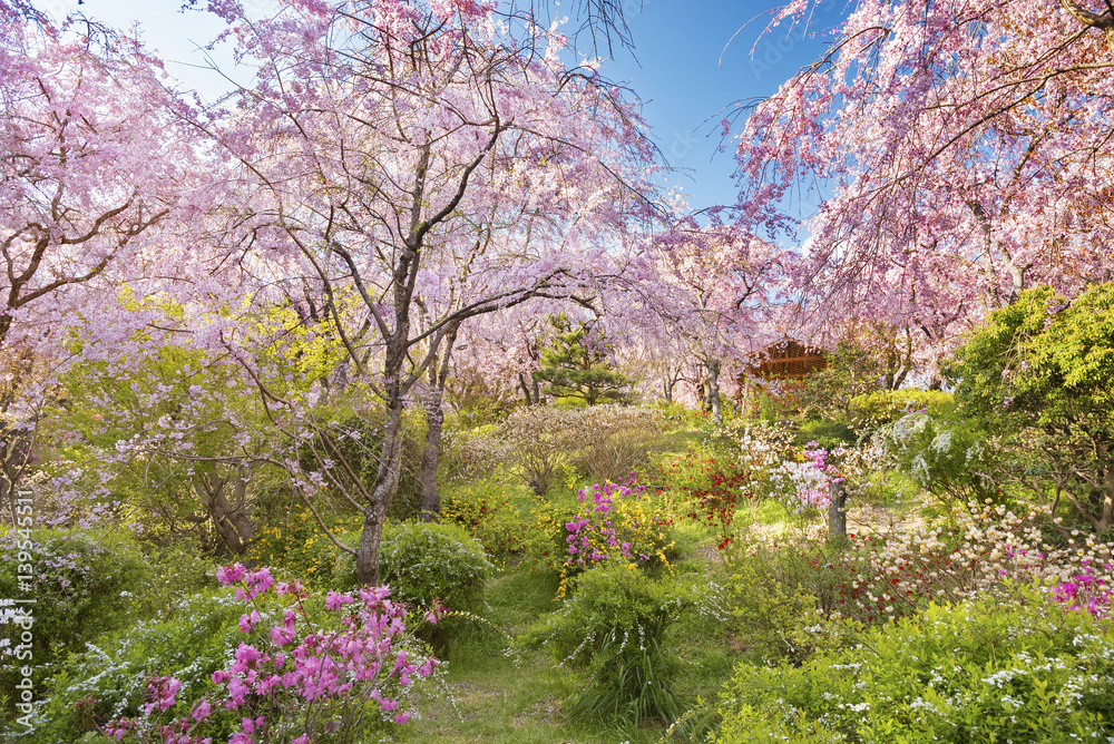 Fresh pink flowers of sakura growing in Japanese garden, natural spring outdoor background Fresh pink flowers of sakura growing in Japanese garden, natural spring outdoor background