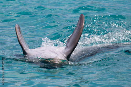 Delfin beim Rückenschwimmen
