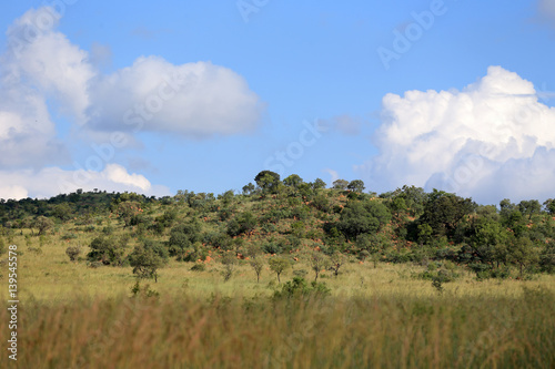 Afrykańska sawanna w parku narodowym Pilanesberg