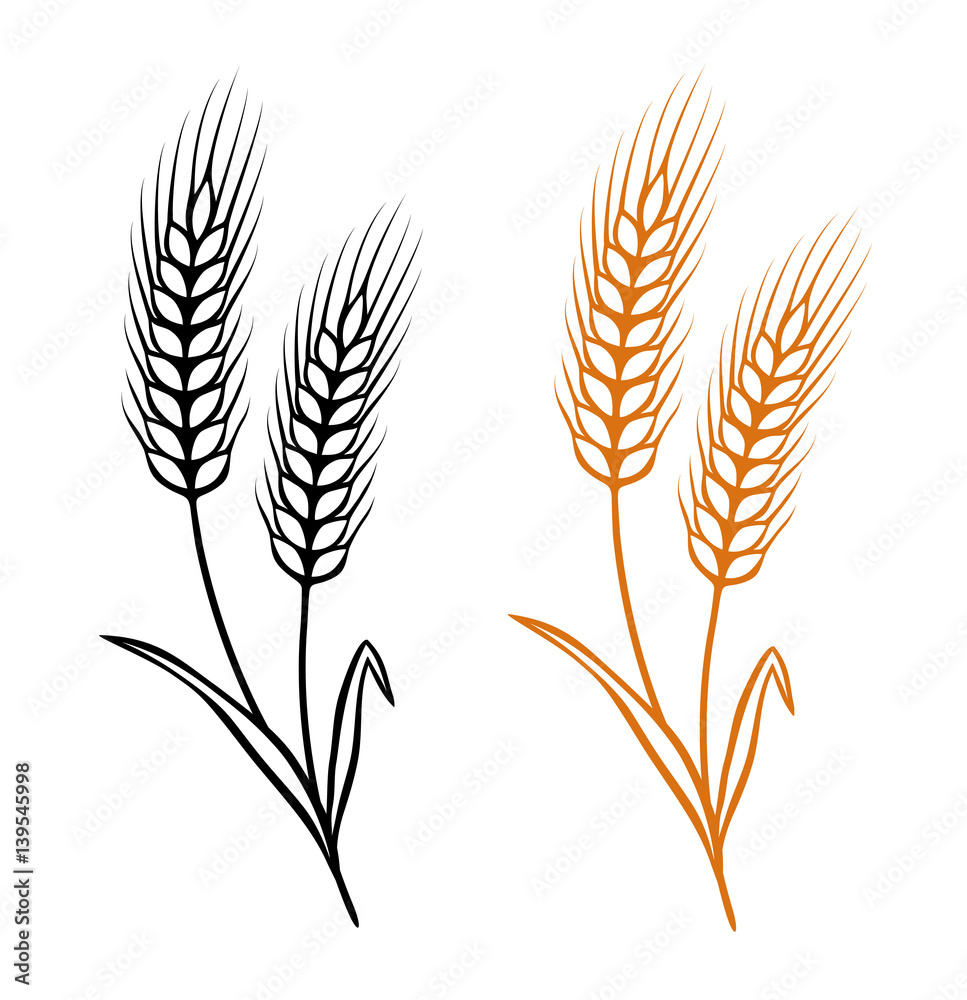 ears of wheat ears of wheat