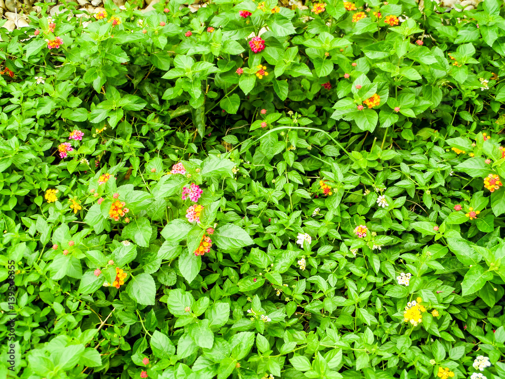 lantana mix colorful tone beauty flower bloom