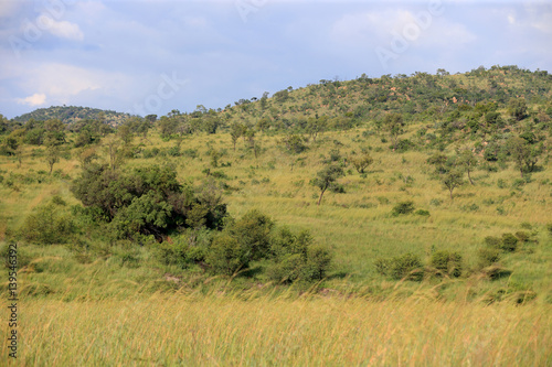 Afrykańska sawanna w parku narodowym Pilanesberg © andrzej_67