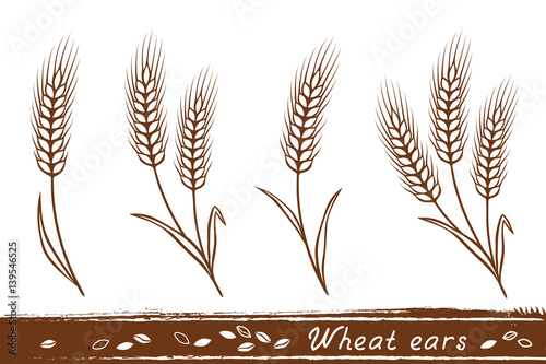 wheat ears set