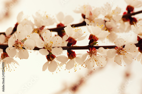 Branch with blossoms