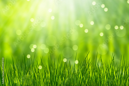 abstract nature background with grass blades