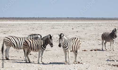 Zebre del deserto Namibiano