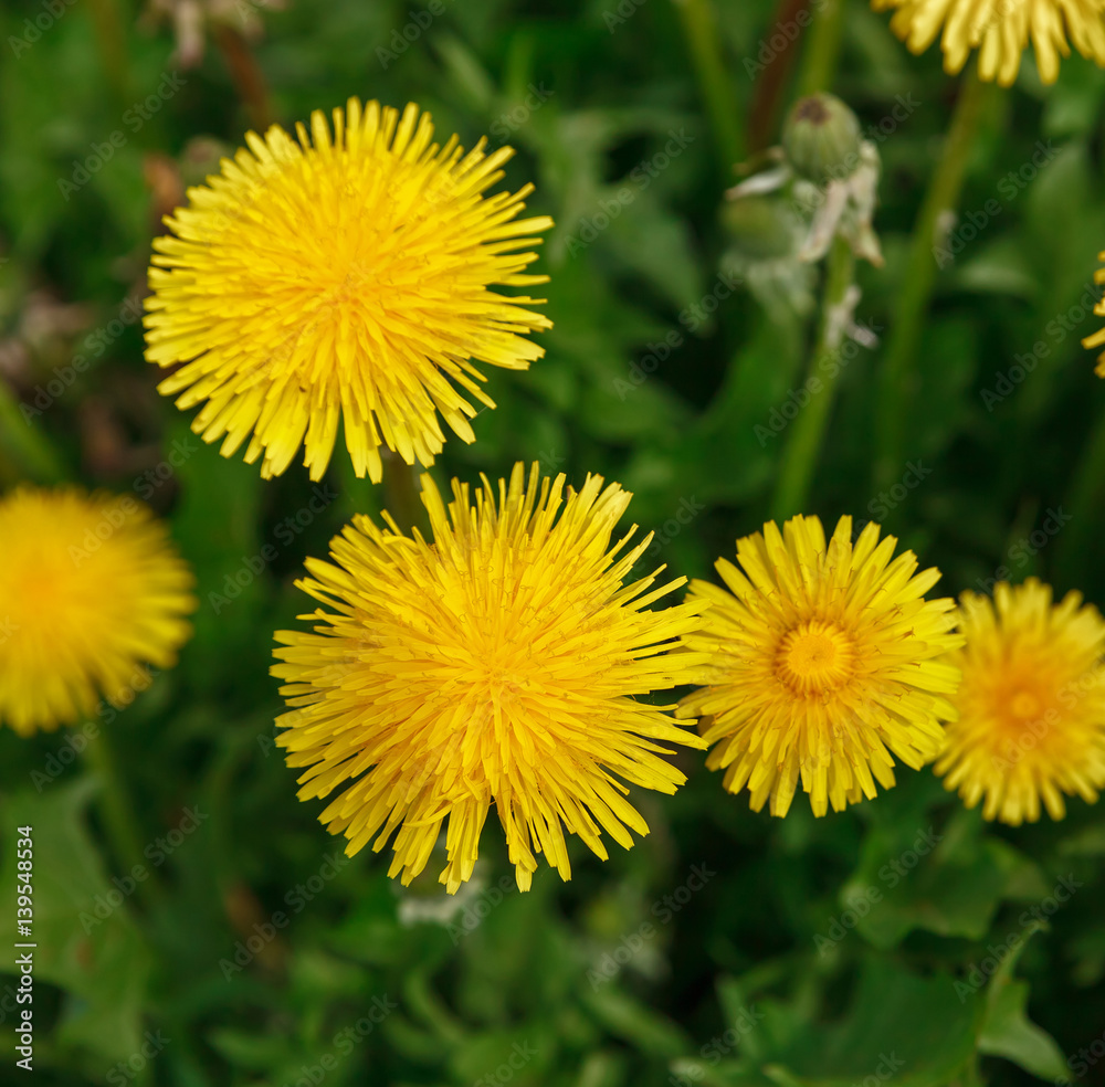 Yellow dandelion flower on green background Yellow dandelion flower on green background