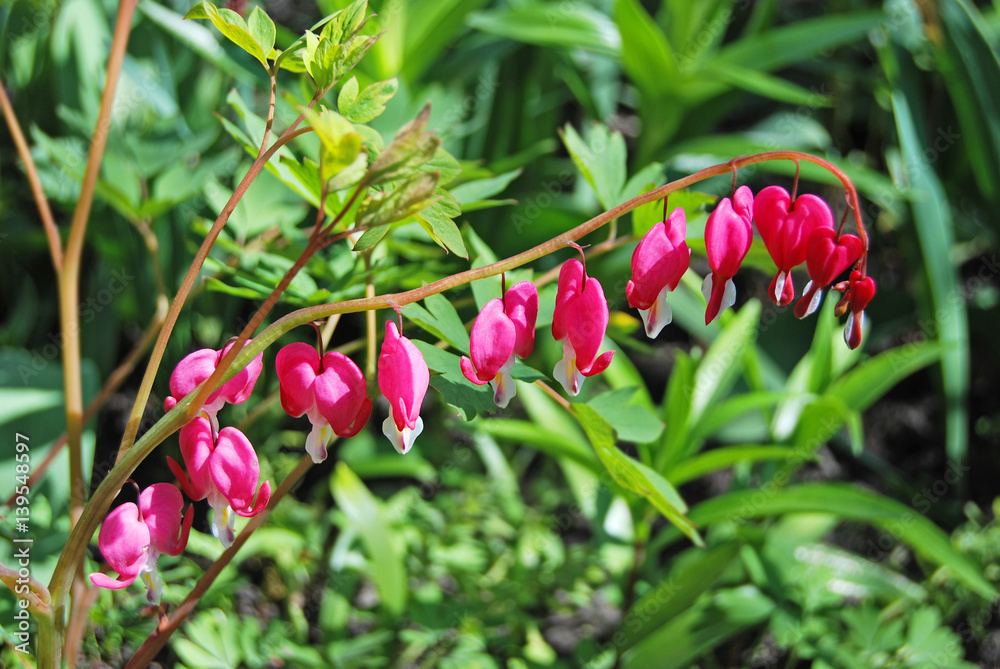 Obraz premium Beautiful dicentra flower