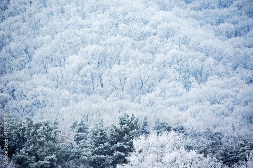 Winter forest in hoarfrost