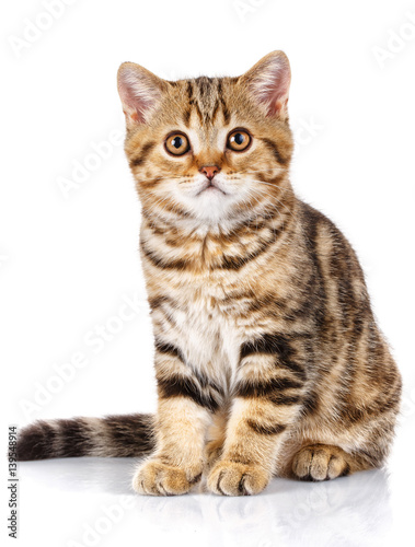 Portrait cat  scottish Straight