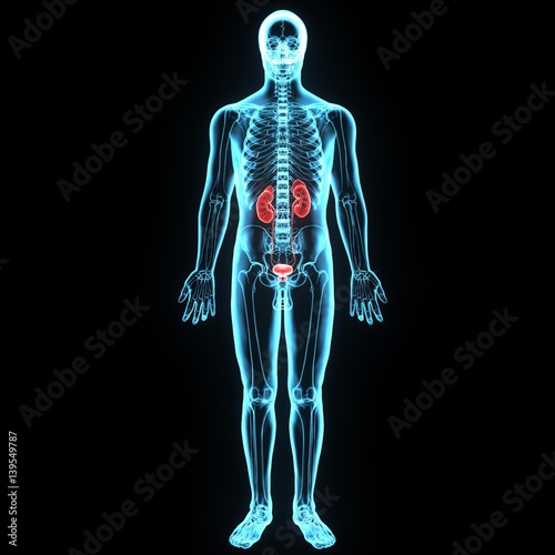 3d illustration human body kindeys