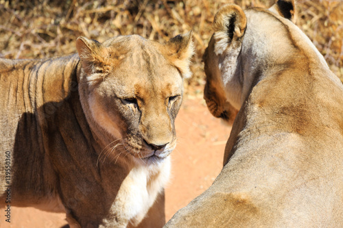 Zwei weibliche Löwen (Panthera leo), captive