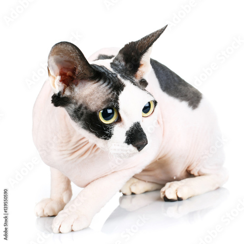 Sphynx Cats isolated on white background