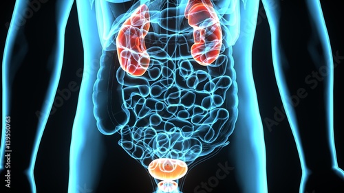 3D illustration Human body highlighted urinary system. 