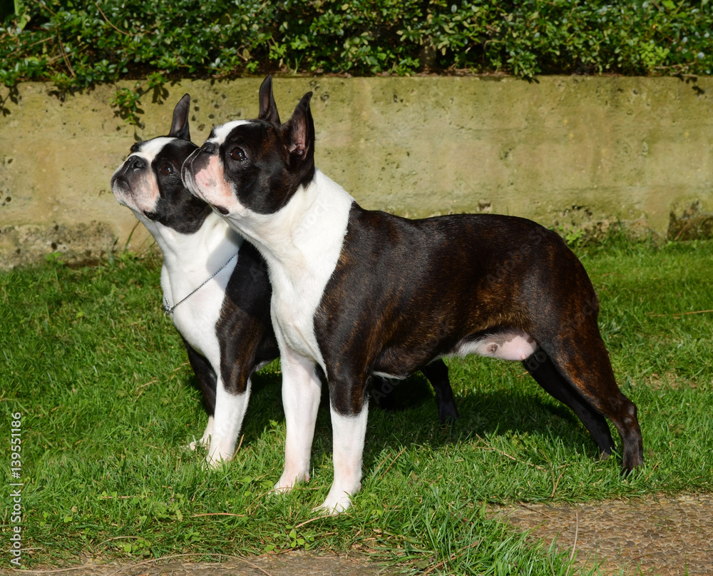 Two Boston terrier dogs