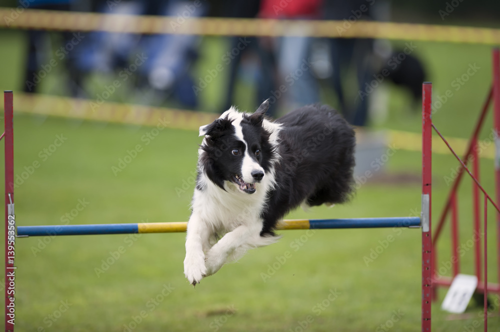 Agility sport Agility sport