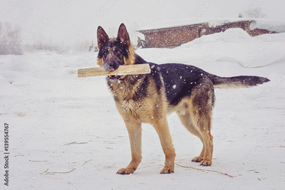 A young shepherd with a stick in his teeth A young shepherd with a stick in his teeth