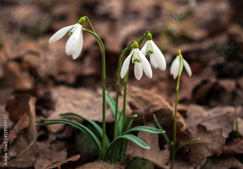 Snowdrop spring flowers. Delicate Snowdrop flower is one of the spring symbols telling us winter is leaving and we have warmer times ahead. Fresh green well complementing the white blossoms.