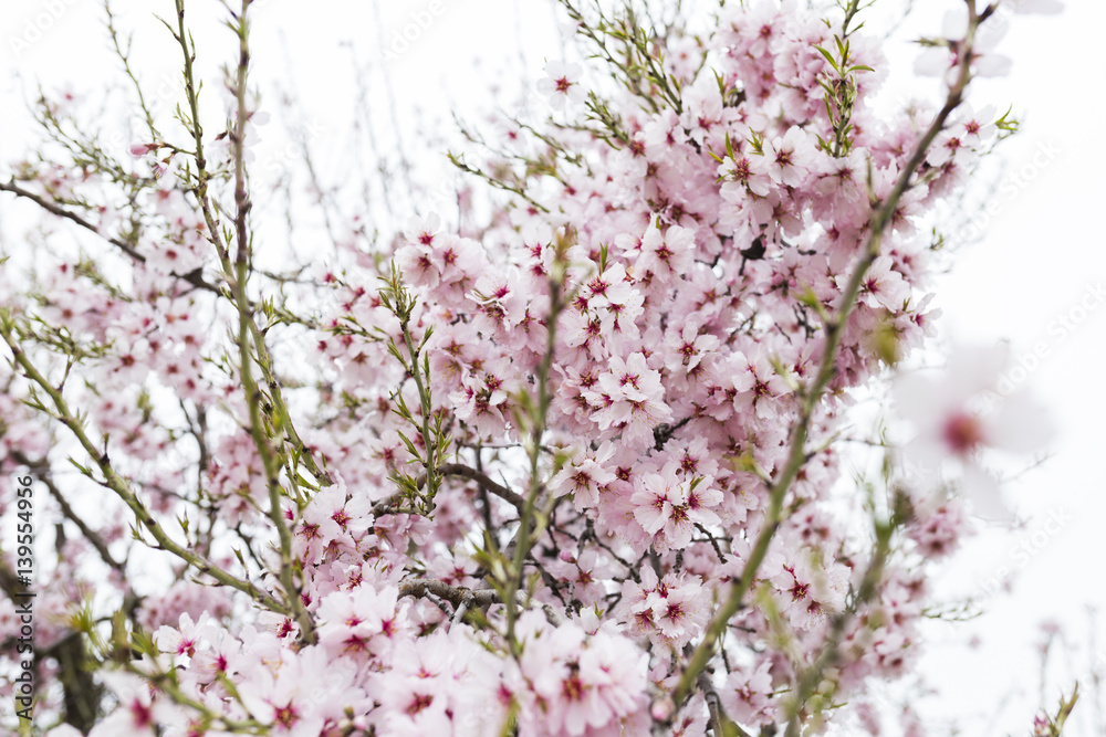 Almond tree in full bloom. spring season. Beautiful flower background Almond tree in full bloom. spring season. Beautiful flower background