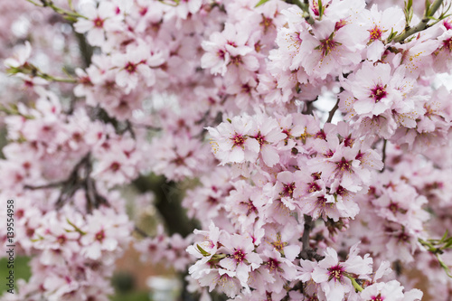 Almond tree in full bloom. spring season. Beautiful flower background