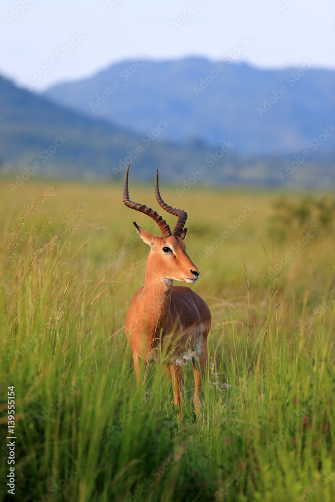 Antylopa impala w parku narodowym Pilanesberg