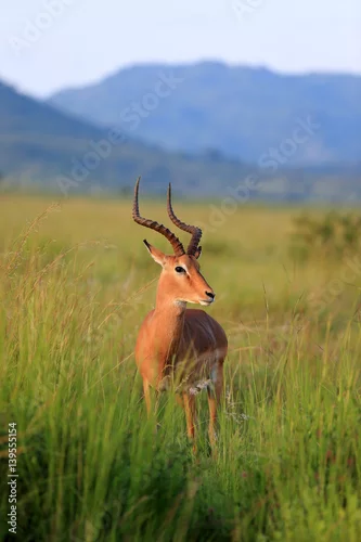 Tapety Antylopa impala w parku narodowym Pilanesberg