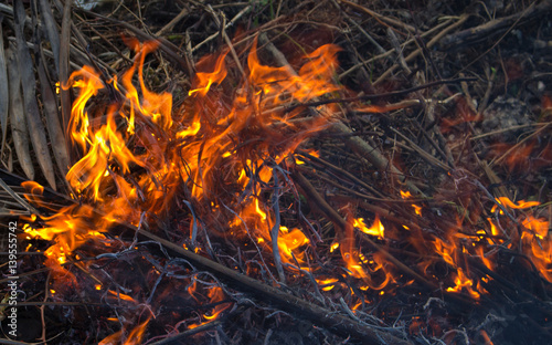 Forest fire close up photo. Burning wood and tree branches.