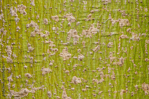 Kapok tree bark pattern.