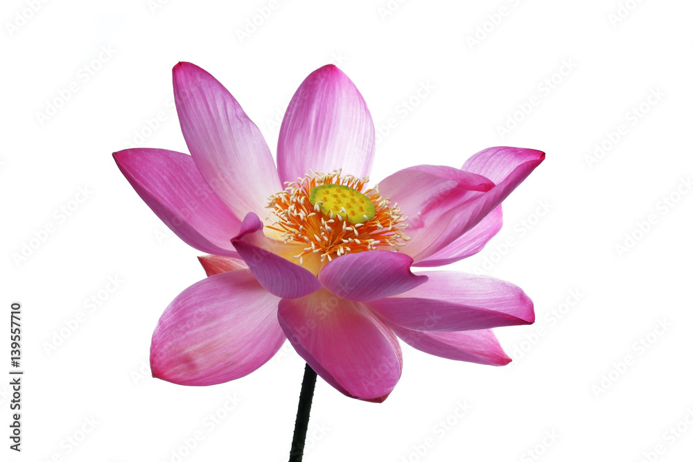 Obraz premium lotus flower isolated on white background.