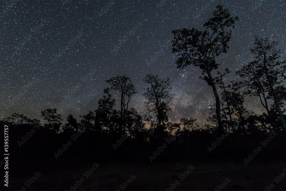 Fototapeta premium Night sky with star and tree..